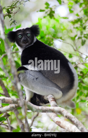 Un Indri Indri, i mondi più grande Lemur, in via di estinzione nel suo habitat arboree della foresta Andasibe-Mantadia, Madagascar Foto Stock