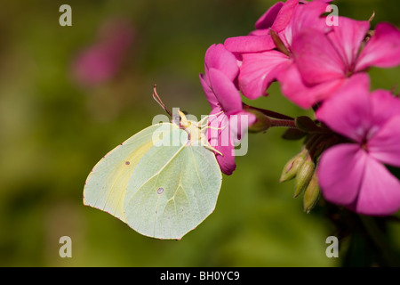 Gonepteryx cleopatra farfalla sulla Pelargonium Foto Stock