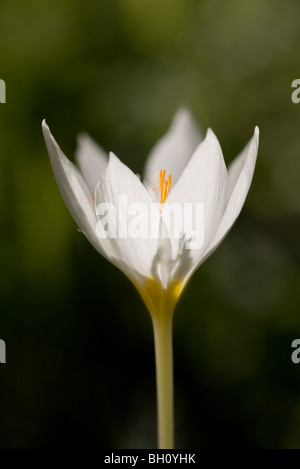 Bianco Autunno Crocus, Crocus boryi, nel sud della Grecia Foto Stock