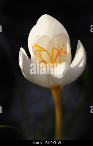 Il croco d'autunno, Crocus boryi, nel Peloponneso della Grecia Foto Stock