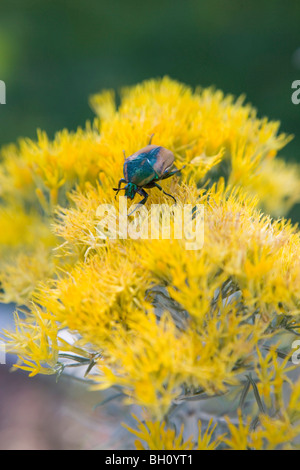 Un gioiello verde Scarabeo si appoggia su un giallo brillante impianto Chamisa, Albuquerque, Nuovo Messico Foto Stock