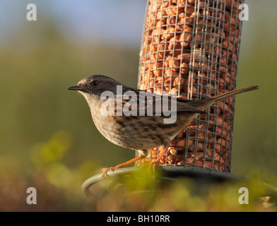 Dunnock o hedge-sparrow su un dado-alimentatore in un giardino a Killin in Perthshire Scozia UK Foto Stock