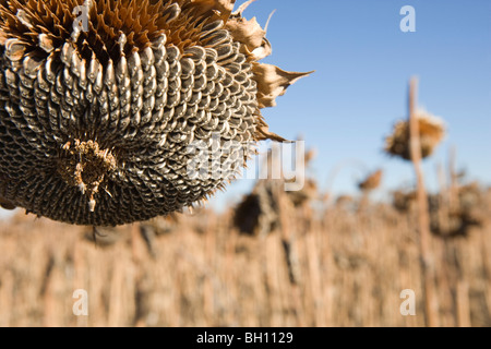 Semi di girasole, grande campo, essiccato, inverno closeup Foto Stock