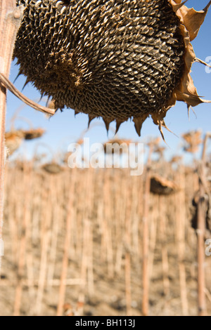 Primo piano della grande girasole essiccato in un campo, inverno Foto Stock