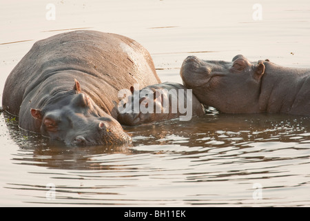 Gruppo di wild ippopotami in un fiume. La foto è stata scattata in del Botswana Chobe National Park. Foto Stock