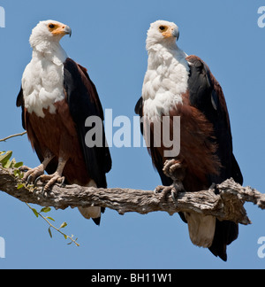 Coppia di aquile di pesce seduto su un albero. La foto è stata scattata in del Botswana Chobe National Park. Foto Stock