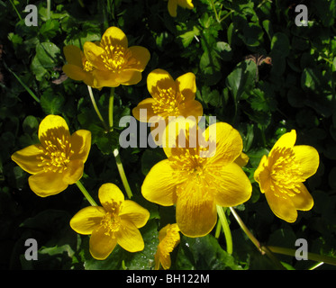 Kingcup, Marsh Calendula (Caltha palustris) Foto Stock