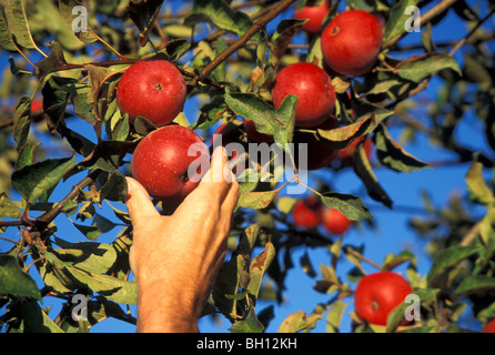 Raccolta a mano Apple dalla struttura ad albero Foto Stock
