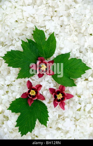 Viburno rose e fiori columbine Foto Stock