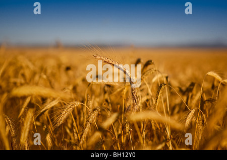 Bellissimo paesaggio immagine di un campo di grano Foto Stock