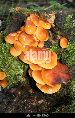 Gambo di velluto Flammulina velutipes prese a Flash Pennington CP, gtr manchester, Regno Unito Foto Stock