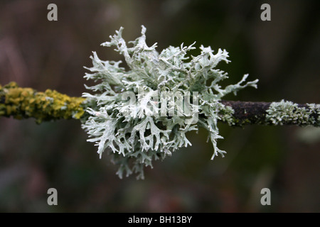 Cinturino Lichen Evernia prunastri a Flash Pennington CP, gtr manchester, Regno Unito Foto Stock