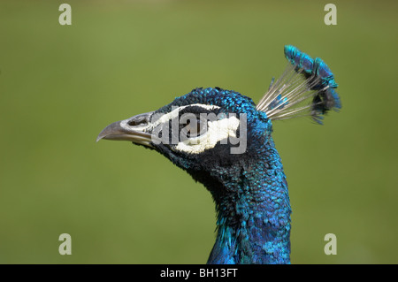 Dettaglio di una testa di pavone Foto Stock