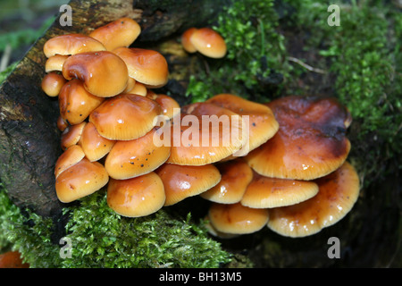 Gambo di velluto Flammulina velutipes prese a Flash Pennington CP, gtr manchester, Regno Unito Foto Stock