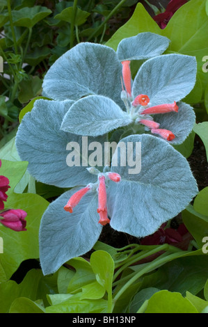 Sinningia leucotricha, Brasiliano Edelweiss, rechsteineria leucotricha Foto Stock