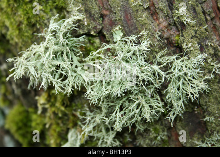 Cinturino Lichen Evernia prunastri copertura di tronchi di alberi a Flash Pennington CP, gtr manchester, Regno Unito Foto Stock