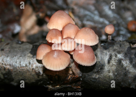 Mycena haematopus prese a Eastham Country Park, Wirral, Merseyside, Regno Unito Foto Stock