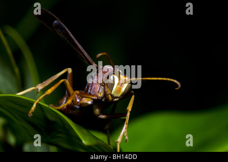 Carta wasp appoggiata dal freddo. Foto Stock