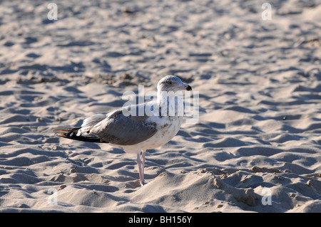 Mew (probabilmente giovani aringhe Gabbiano, Larus argentatus) permanente sulla spiaggia al Mar Baltico, Swinoujscie, Polonia Foto Stock