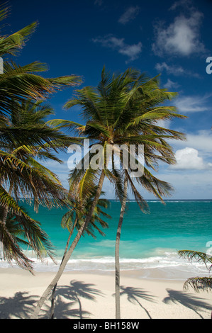 Palme e navigare in fondo alla baia sulla costa orientale di Barbados, le isole Windward, Caraibi Foto Stock