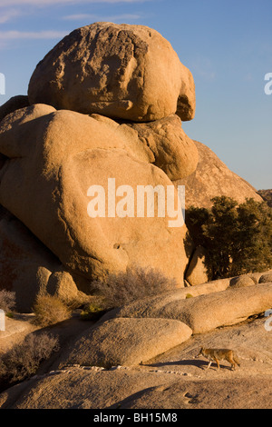 Coyote, Joshua Tree National Park, California. Foto Stock