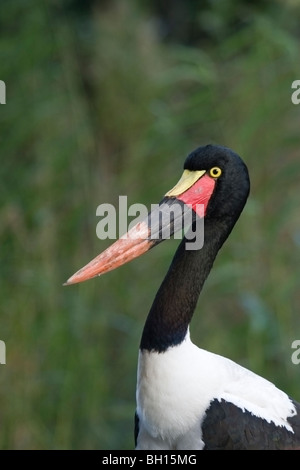 A sella fatturati Stork, femmina in cattività Foto Stock