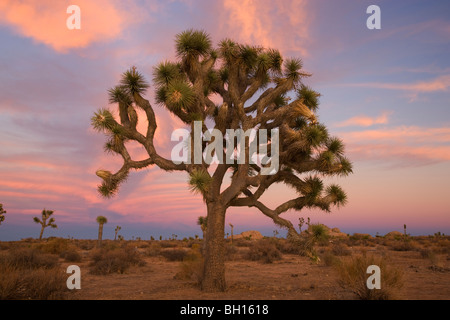 Joshua Tree a Joshua Tree National Park, California. Foto Stock