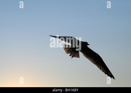 Mew al Mar Baltico, Swinoujscie, Polonia Foto Stock