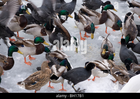 Anatre in piedi su un lago ghiacciato in Zell am See Austria Foto Stock