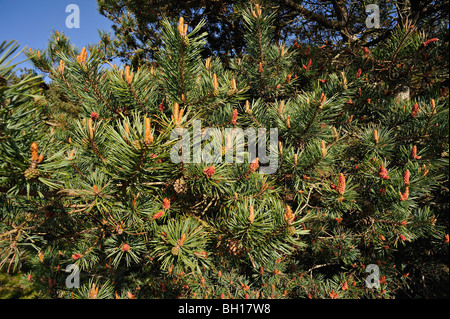 Dettaglio dei rami, coni e aghi su un pino silvestre albero vicino a Golspie, Sutherland, Scotland, Regno Unito Foto Stock