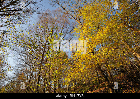 Vivid Foglie di autunno su faggi lungo le sponde del Loch Tay vicino a Killin in Perthshire Scozia UK Foto Stock