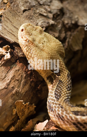 Legname Rattlesnake Crotalus horridus Foto Stock