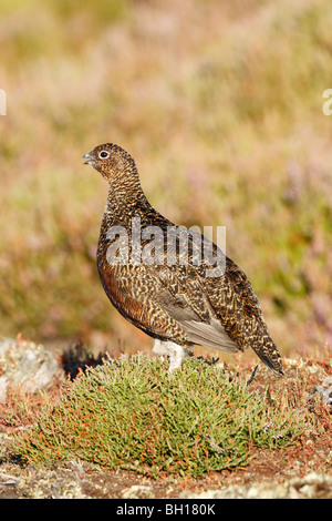 Red Grouse femmina (Lagopus lagopus scotticus) permanente sulla heather chiamando con becco aperto in North York Moors NP Foto Stock