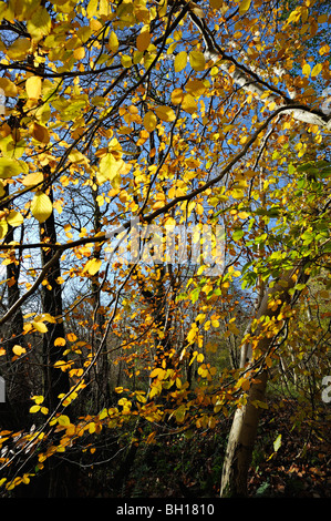 Vivid Foglie di autunno su faggi lungo le sponde del Loch Tay vicino a Killin in Perthshire Scozia UK Foto Stock