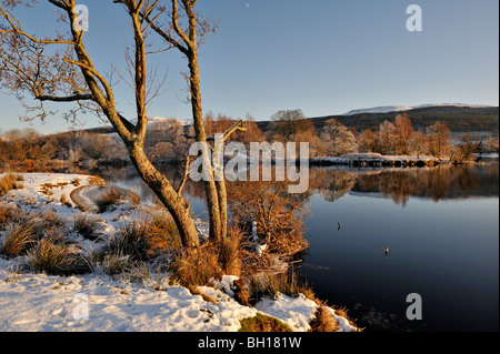 Smerigliati alberi lungo la neve e ghiaccio-coperto sponde del Loch Tay con bassa serata sole sotto un cielo blu Foto Stock