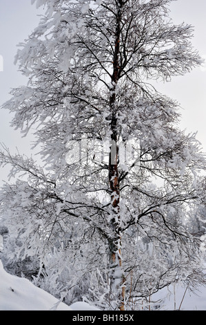 Dettaglio del smerigliato pesantemente betulla su Rannoch Moor sotto un pallido cielo invernale, Highlands scozzesi UK Foto Stock