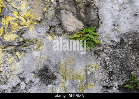 Grunge parete di sfondo con piante di felce Foto Stock