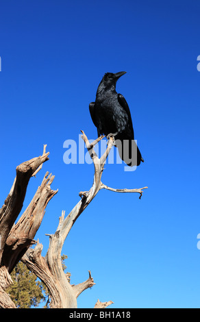 I corvi, il Grand Canyon, Nevada, STATI UNITI D'AMERICA Foto Stock