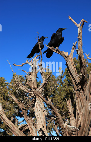 I corvi, il Grand Canyon, Nevada, STATI UNITI D'AMERICA Foto Stock