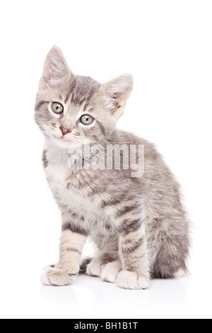 Gatto grigio isolato su sfondo bianco Foto Stock