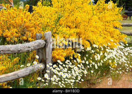 Margherite bianco e giallo gorse fiori in Punta Arenas, Cile Foto Stock