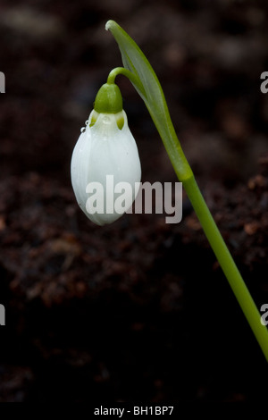 Snowdrop appena iniziando a fiore. Foto Stock