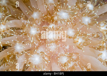 Flower pot corallo polyps, Sarcophyton sp., Bunaken Marine Park, Sulawesi, Indonesia, Pacifico Foto Stock