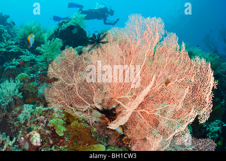 Un subacqueo di gorgonie e coralli, Melithaea sp., Bunaken Marine Park, Sulawesi, Indonesia, il Pacifico Foto Stock