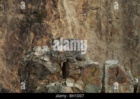 Osprey seduta sul suo nido su massi in alto sopra il Grand Canyon nel Parco Nazionale di Yellowstone, Wyoming. Foto Stock