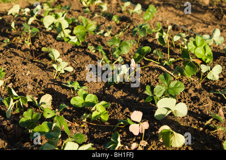 Letto di giovani piante di fragola (Fragaria ananassa) cresce su una trama di aggiudicazione Foto Stock