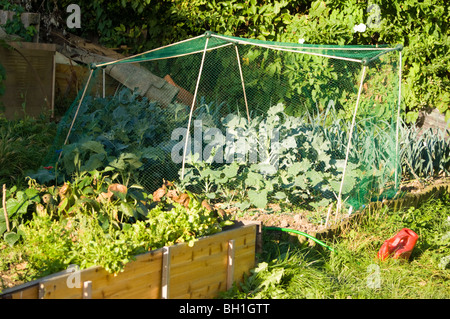 Broccoli (Brassica oleracea var. italica) che cresce su un riparto sotto una gabbia di compensazione per proteggerlo da uccelli e altri parassiti Foto Stock