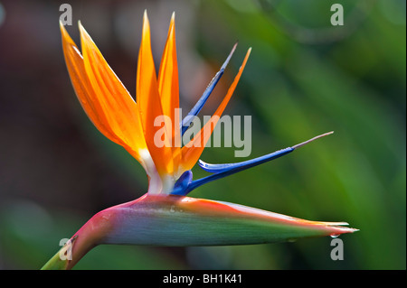 Primo piano di una regine di Strelitzia in fiore, conosciuta anche come il fiore della gru o uccello del paradiso Foto Stock