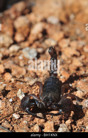 Nero israeliano scorpion Scorpio maurus fuscus Foto Stock