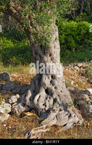 Il tronco di un albero di olivo, Isole Ionie, Grecia Foto Stock